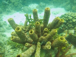 Yellow Tube Sponge IMG 5665